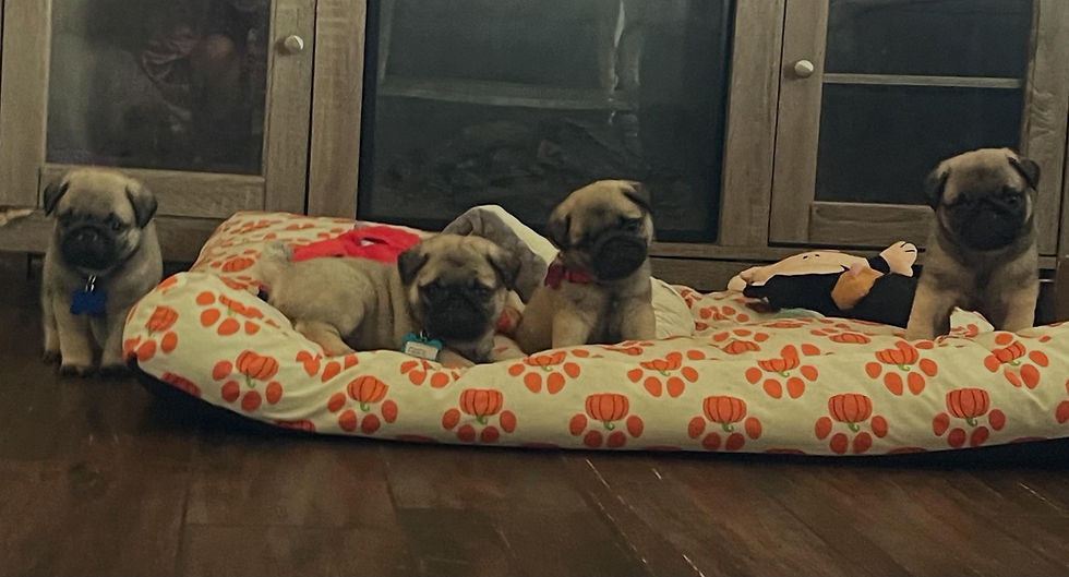 pricilla puppies.jpg