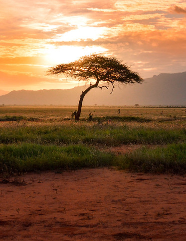 Wild Kalahari - the mindful meat company. Ethical butchery South Africa