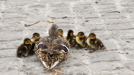family ducks.jpeg