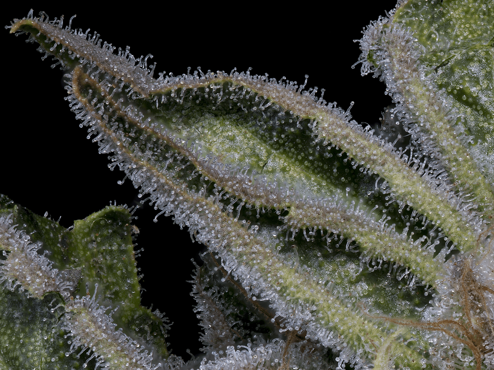 Thumbnail: SOUR DIESEL
