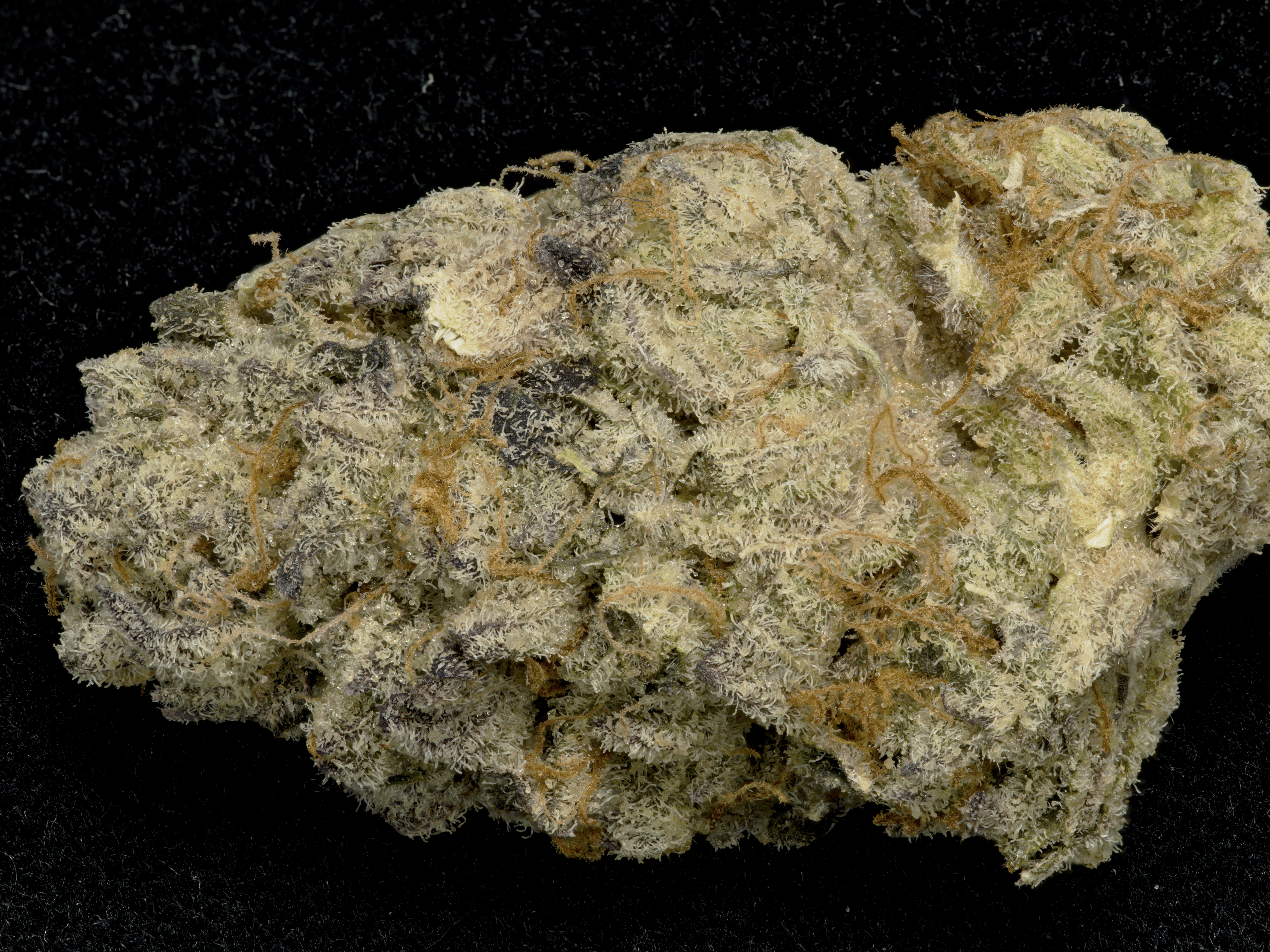 flowering time for purple punch strain flowering time for purple punch strain
