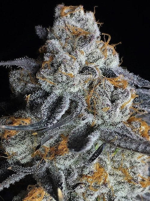 Crystal Gelato-image
