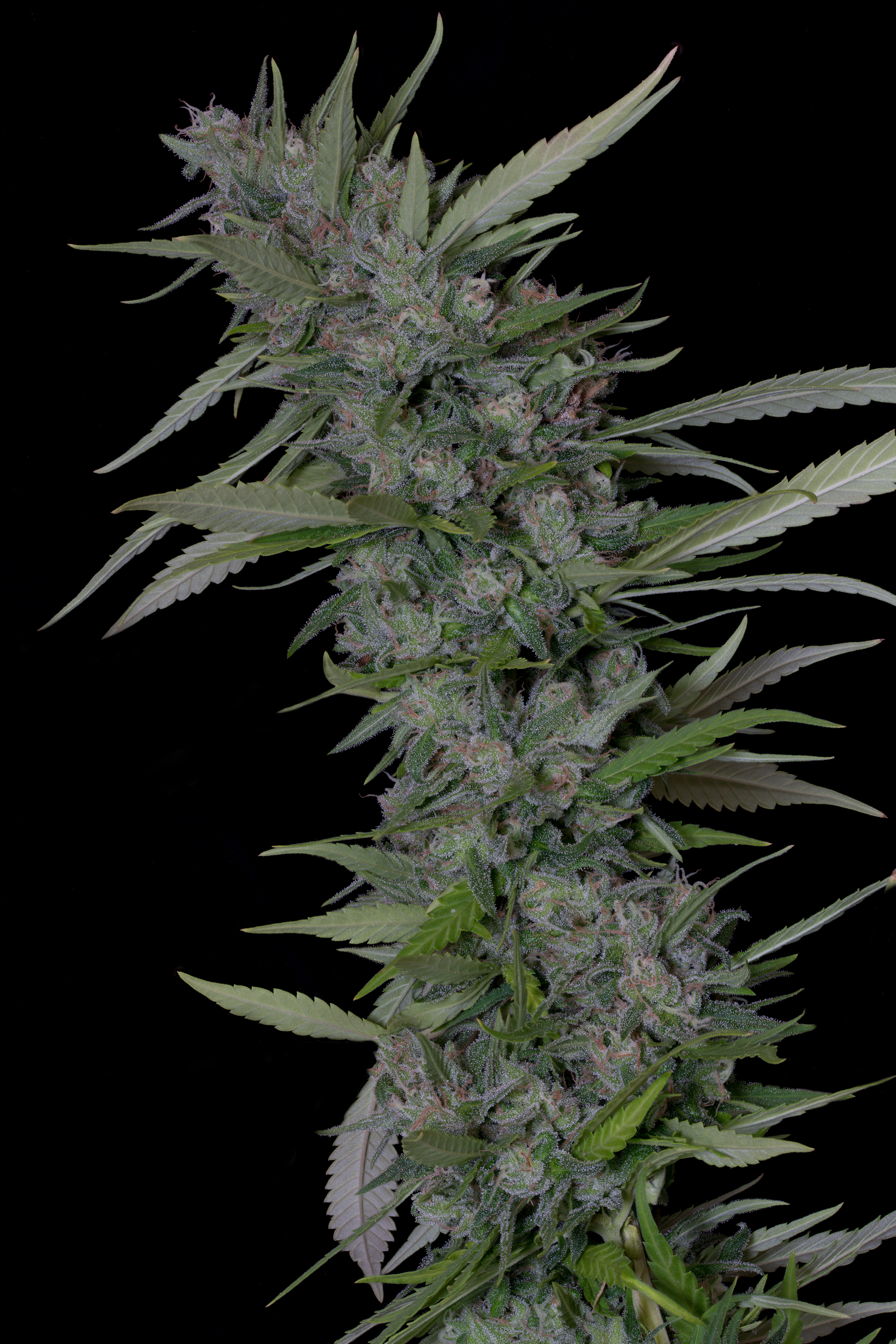 BRUCE BANNER #3