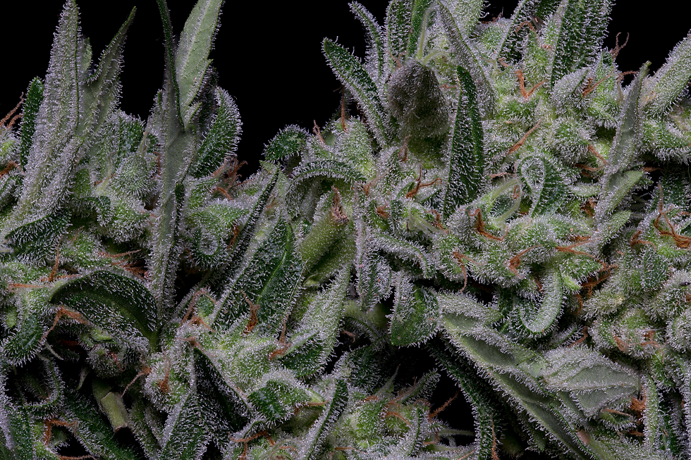 Thumbnail: CRYSTAL GELATO AUTO