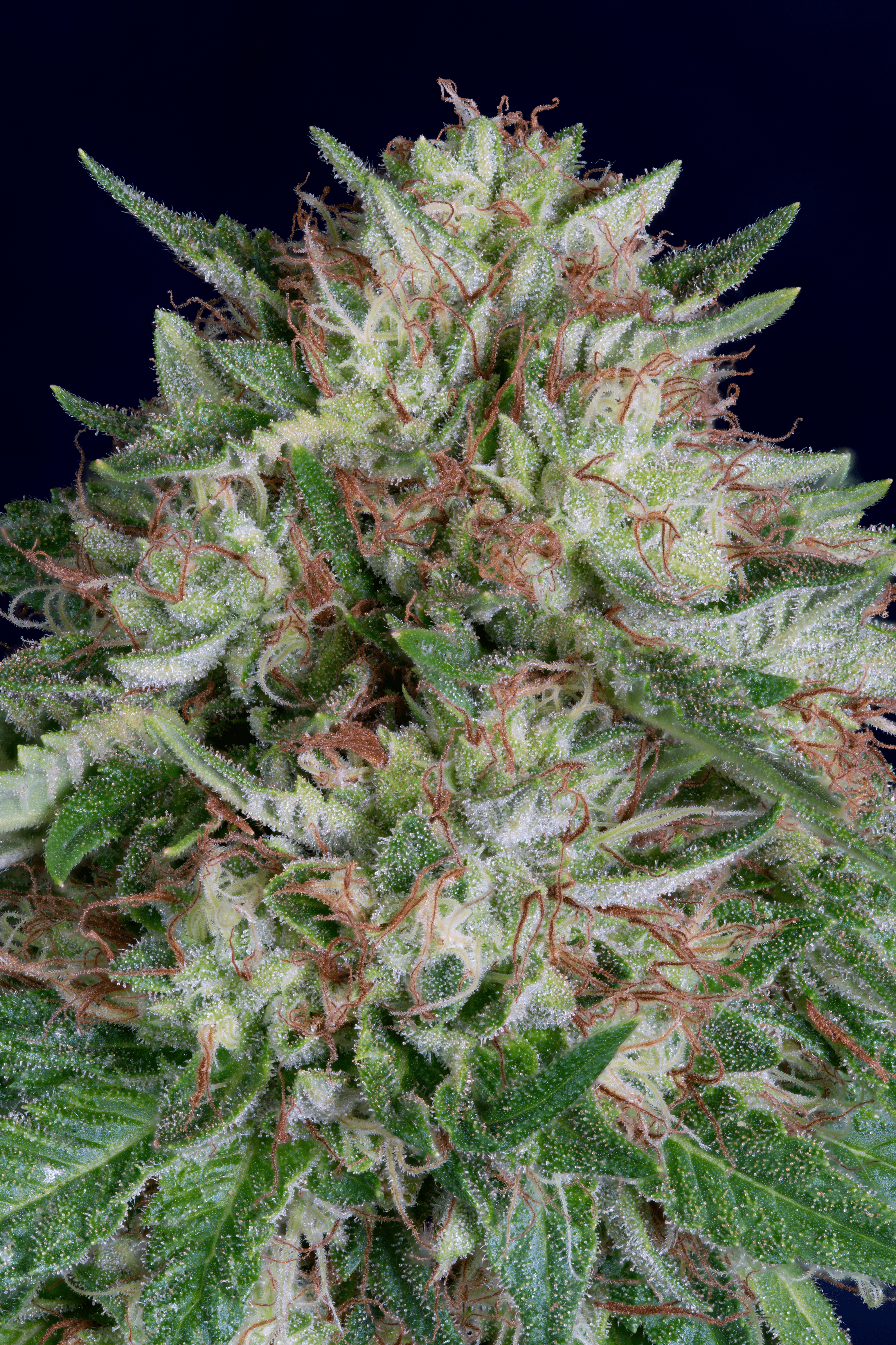 Don AK Auto