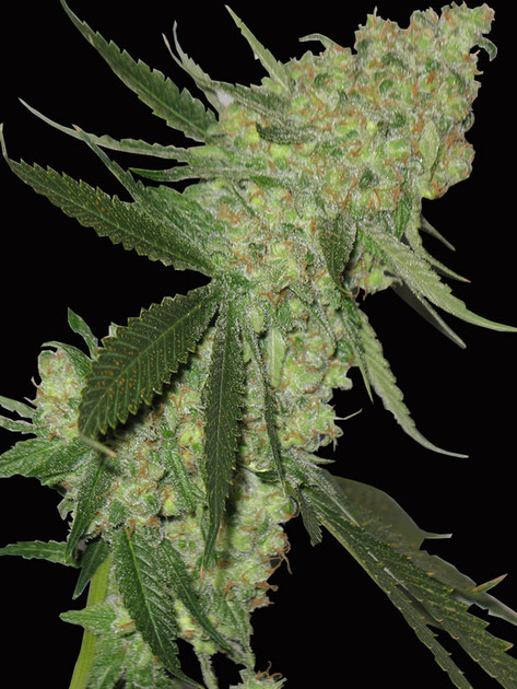 BIG STILTON AUTO
