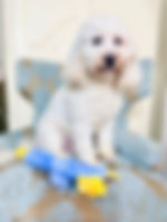 logo.jpg