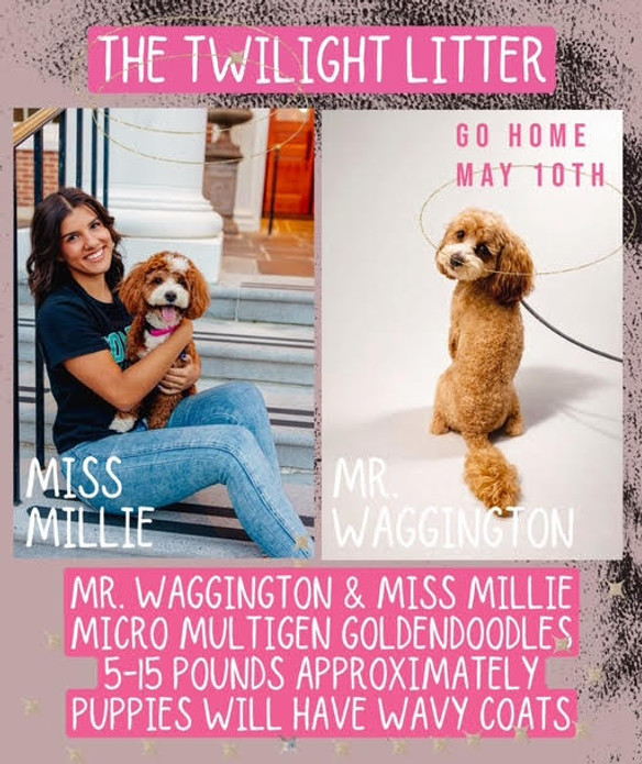 MILLIE&WAGGS.jpg