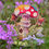 Thumbnail: Mushroom Forest Wooden Standee