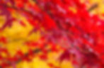 Autumn Leaves XI