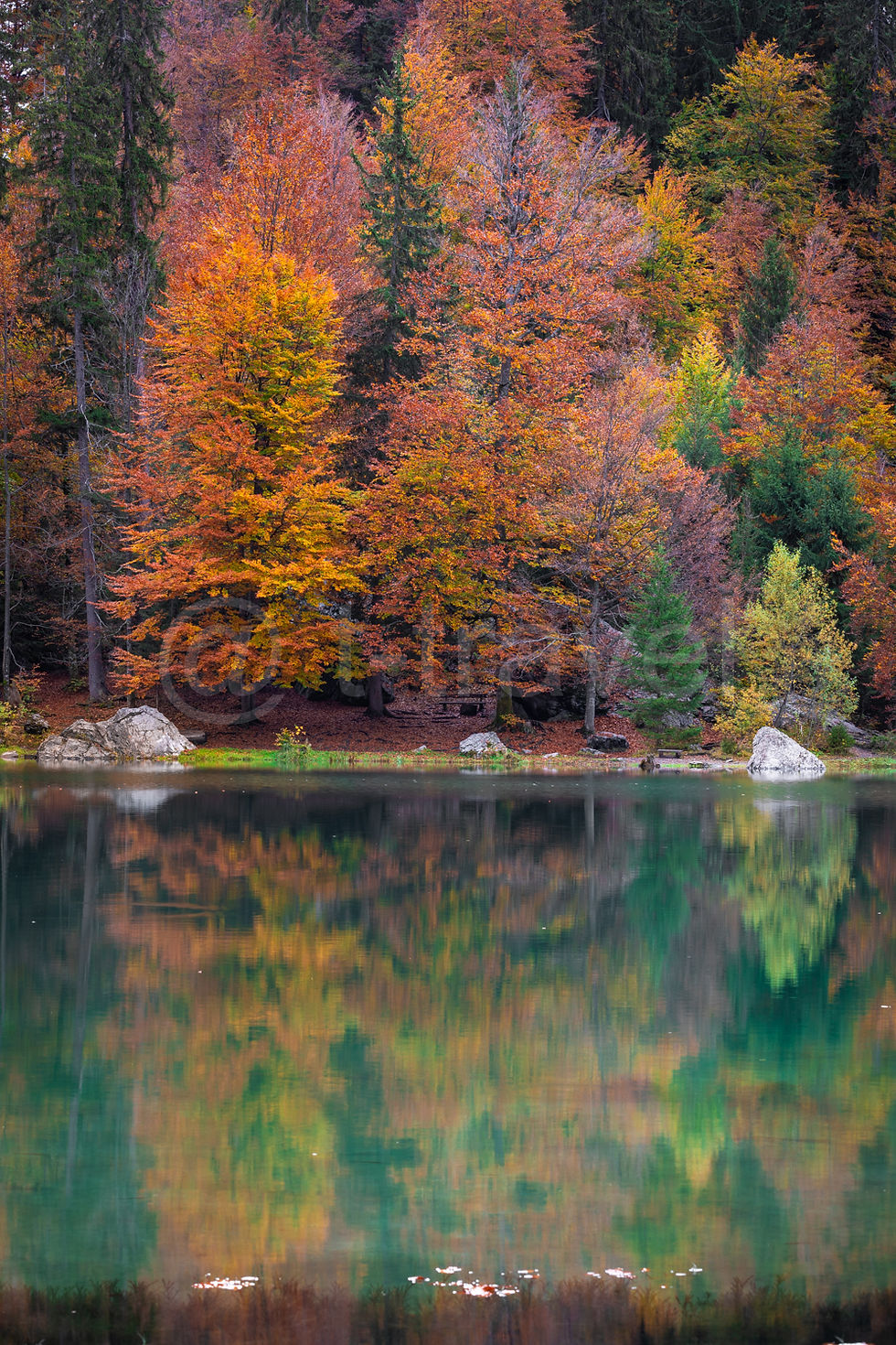 Autumn Impressions I
