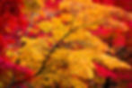 Autumn Leaves II