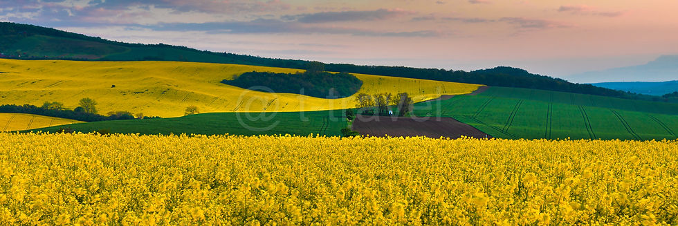 Pano VI