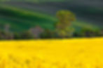Canola Fields IV