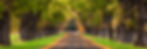 Alley of Giants 1 Pano