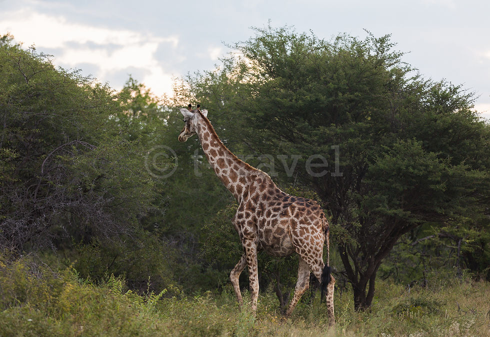 Giraffe XII