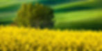 Canola Fields III