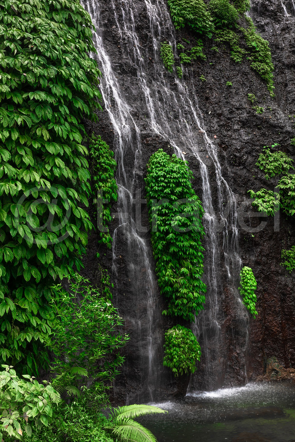 Lush Falls P