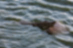 Estuarine Crocodile III