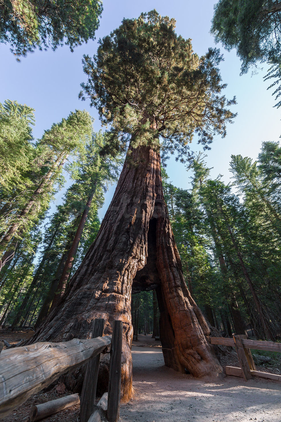 California Tunnel Tree I