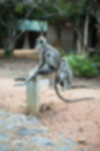 Gray Langur VII