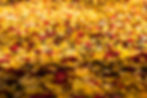 Autumn Leaves III