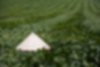 B2