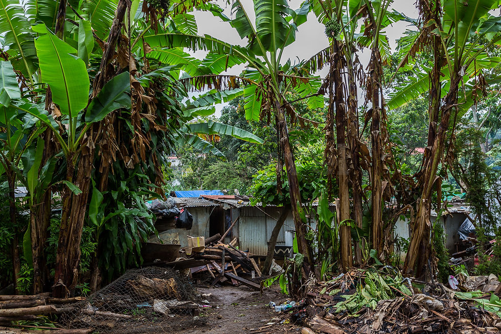 Living in Vanuatu I