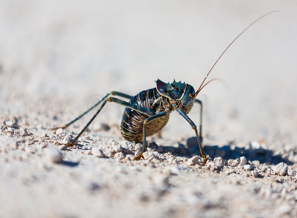 Armoured Corn Cricket