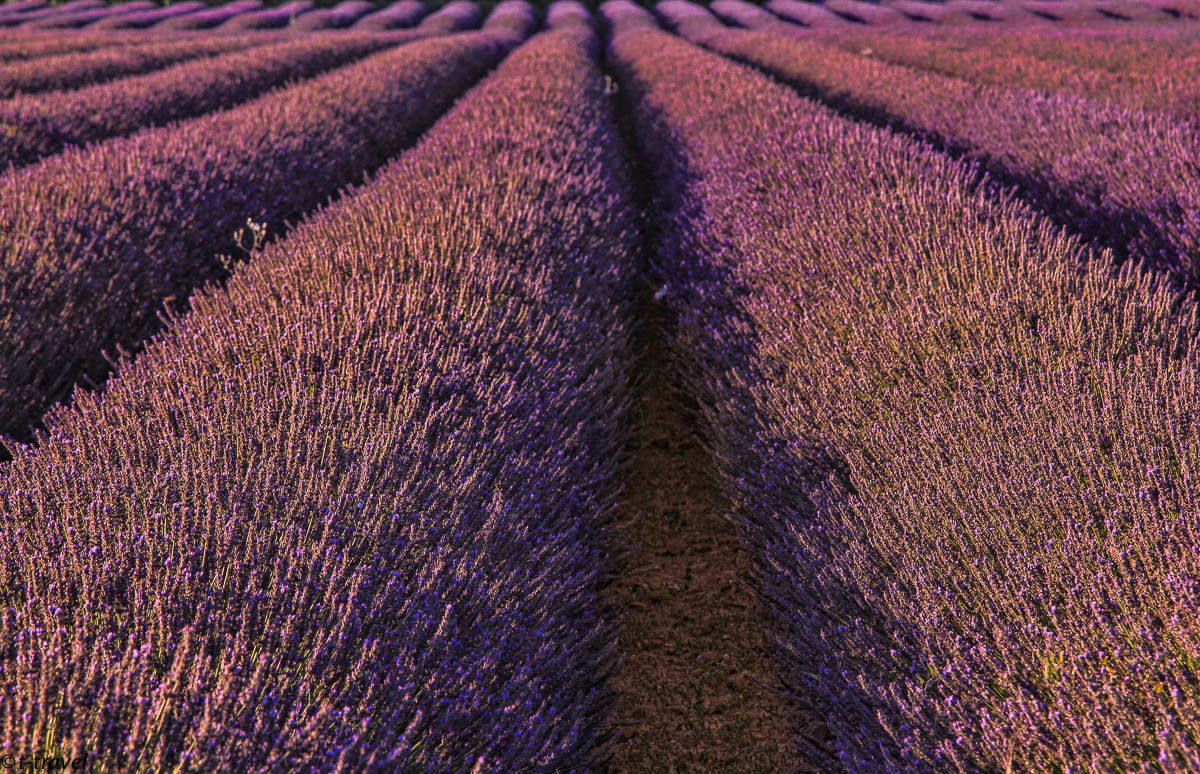 Levander Fields - Provence