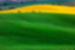 Canola Fields II