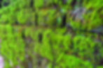Green Moss II