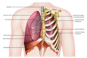 Nous sommes dans la saison Métal: prendre soin des poumons et du côlon