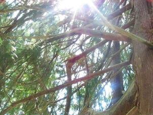 a redwood or red cedar tree with a symbol in white light