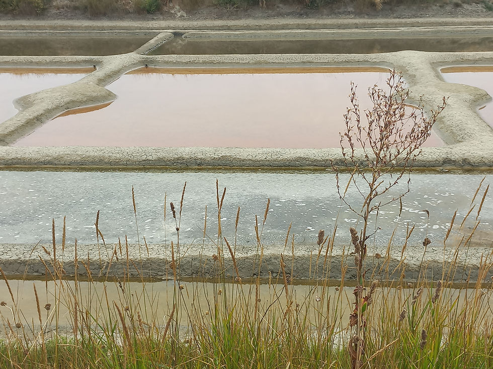 La culture de l'or blanc au cœur des marais salants du Marais Breton Vendéen illumine la terre de ses couleurs pastel