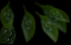 BACKGROUND LEAFS _edited.png