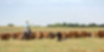 Rancher_Small.jpg