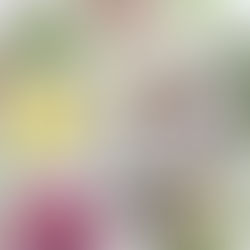 🌿アロマについて