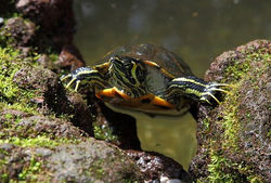 Tortuga_de_orejas_amarillas_Trachemys_scripta_scripta_Jardín_Botánico_Múnich_Alemania_2012-04-21_DD_