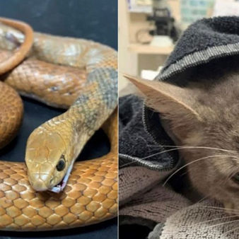 Kucing Kehilangan Nyawa Apabila Cuba Mempertahankan Tuannya Daripada Serangan Ular