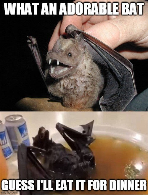 What an adorable bat