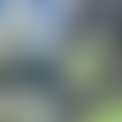 Fish Mysteriously Found Dead at ArtScience Museum’s Pond