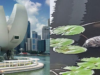 Fish Mysteriously Found Dead at ArtScience Museum’s Pond