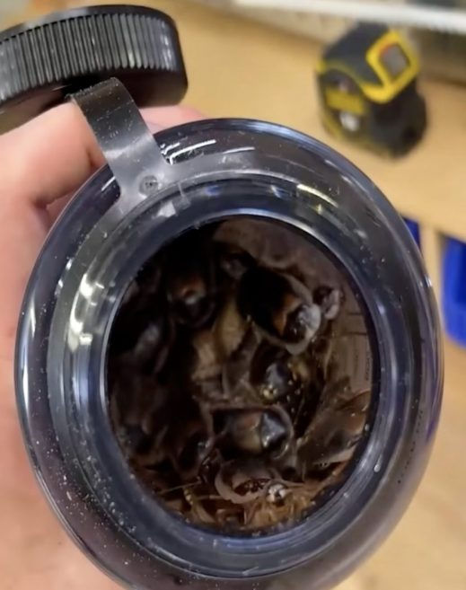 a dark bottle with full of cockroach