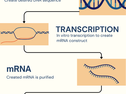 Top 7 Most Exciting RNA Modalities Being Developed Today
