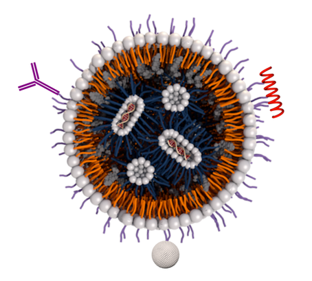 How do Lipid Nanoparticles Target Specific Cells?