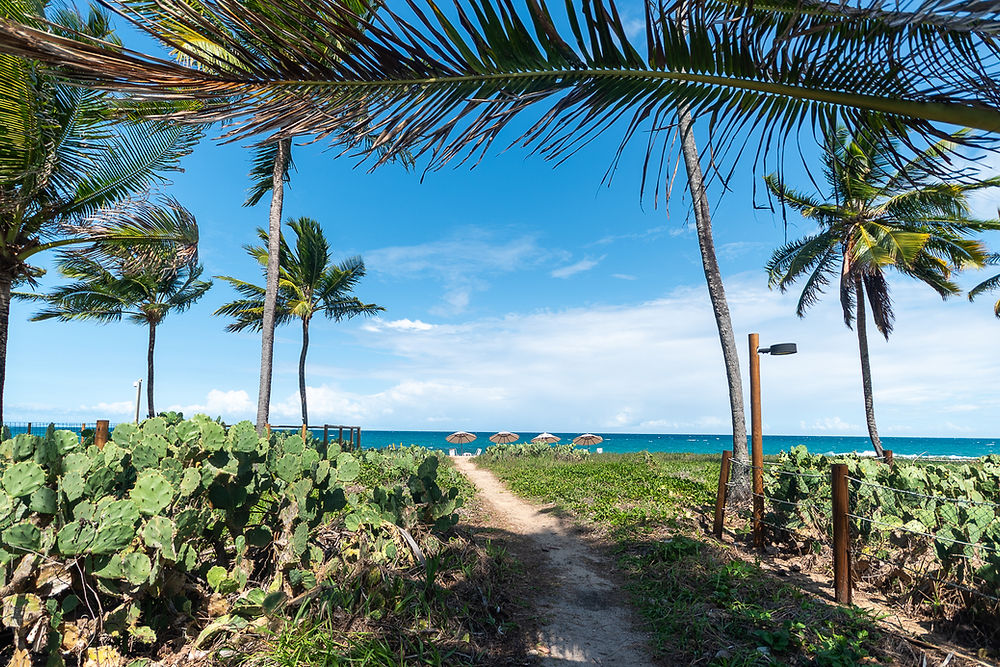 Sandy path through cacti to tropical beach with palm trees