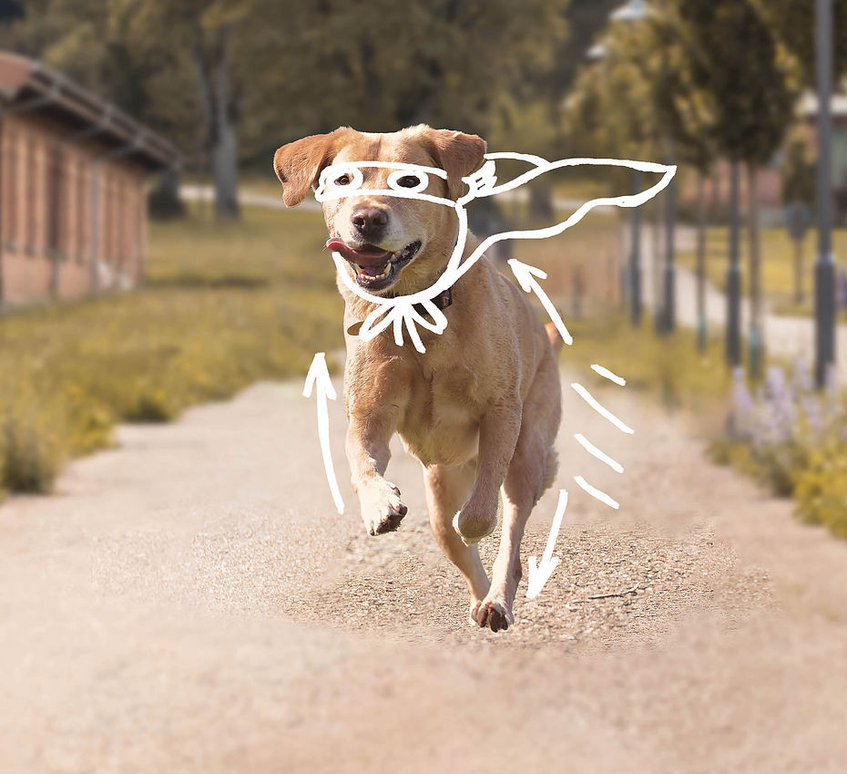 Labrador_TPH_B_S.jpg