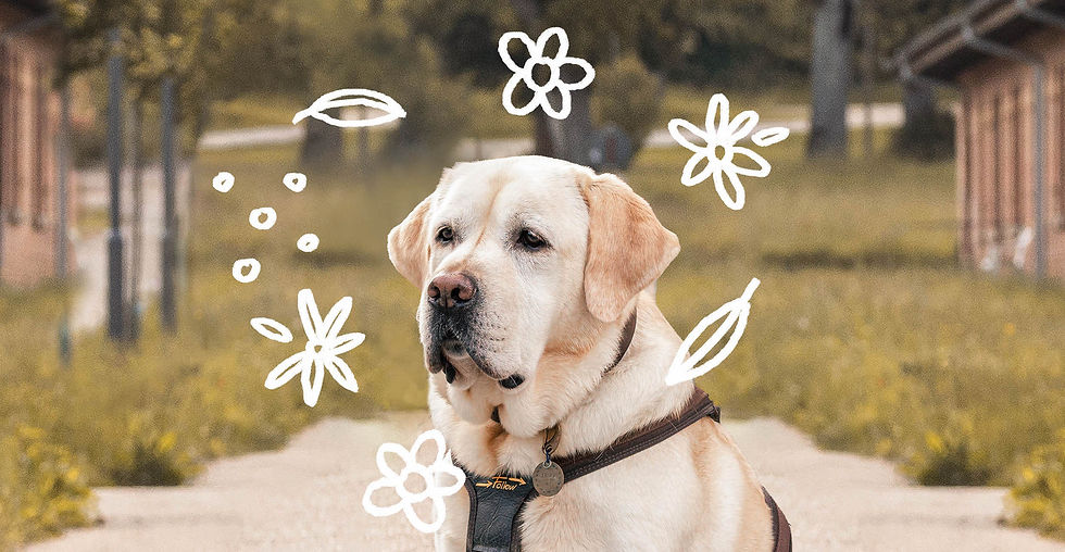 Labrador_THP_B_S2.jpg