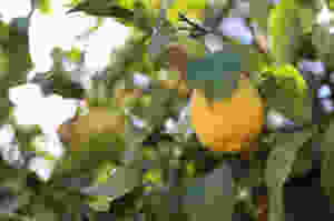 אותנטיות בניהול
